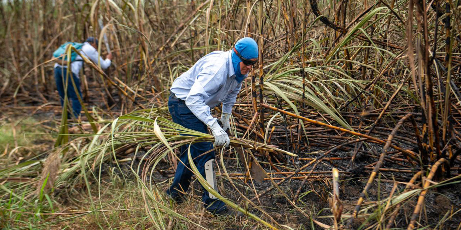 San Carlos revela su nueva campaña "El origen de la dulzura" con el inicio de zafra del ingenio